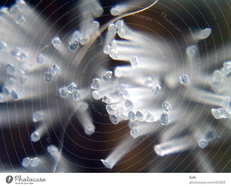 bristles Bristles Round White Chopstick Macro (Extreme close-up) Close-up bursts Plastic brush epoxy sticks