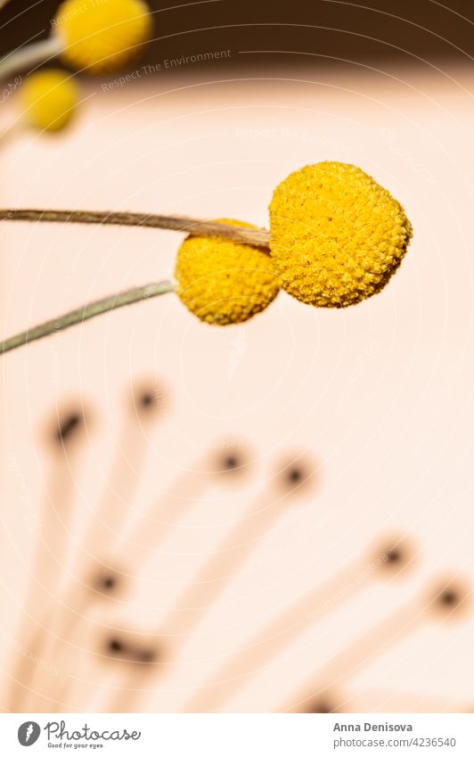 Craspedia globosa dry flowers Flower Dried flowers Billy Buttons bunch of flowers bouquet bouquet of flowers strong shadow sun mustard-yellow ball craft paper