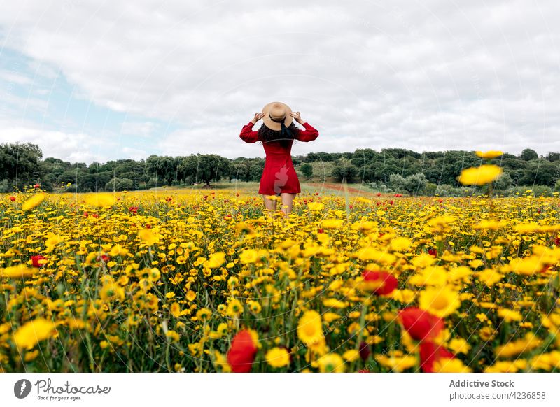 Unrecognizable stylish woman standing on blooming daisy field style nature flower meadow countryside feminine summer harmony flora blossom hat sundress floral