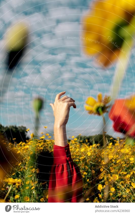 Faceless woman among blossoming daisies in summer field arm raised meadow daisy bloom botany nature environment cloudy countryside flora sky romantic idyllic