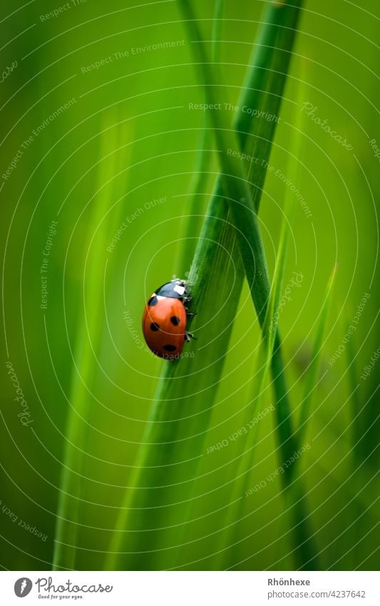 A little ladybug on a blade of grass Ladybird Beetle Insect Animal Macro (Extreme close-up) Nature Green Crawl Happy Exterior shot Deserted Seven-spot ladybird