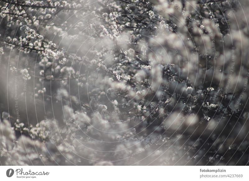 flowering branches luminescent Blossoming blossoms sea of blossoms Fabulous daintily Fragrant Dreamily romantic aura atmospheric spring feeling Spring day