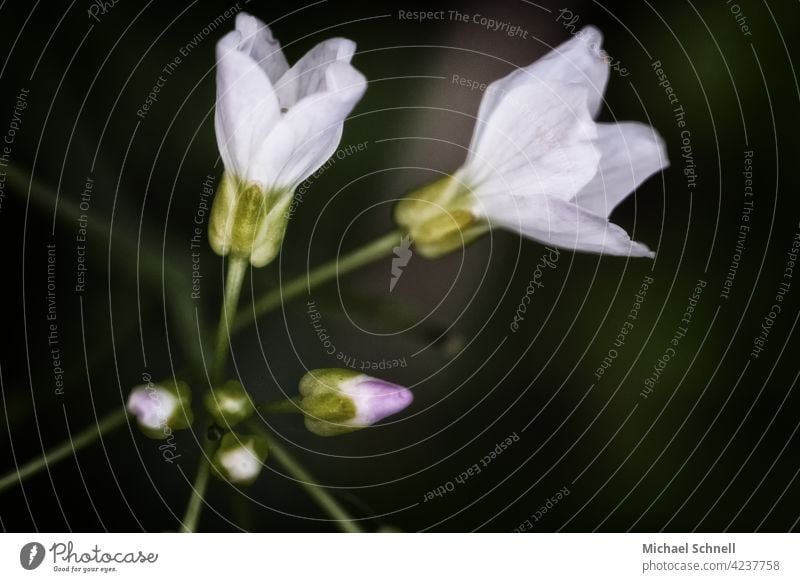 Plant with white flowers and different inflorescence Flower Macro (Extreme close-up) Nature White Blossom Close-up Spring Garden pretty Development