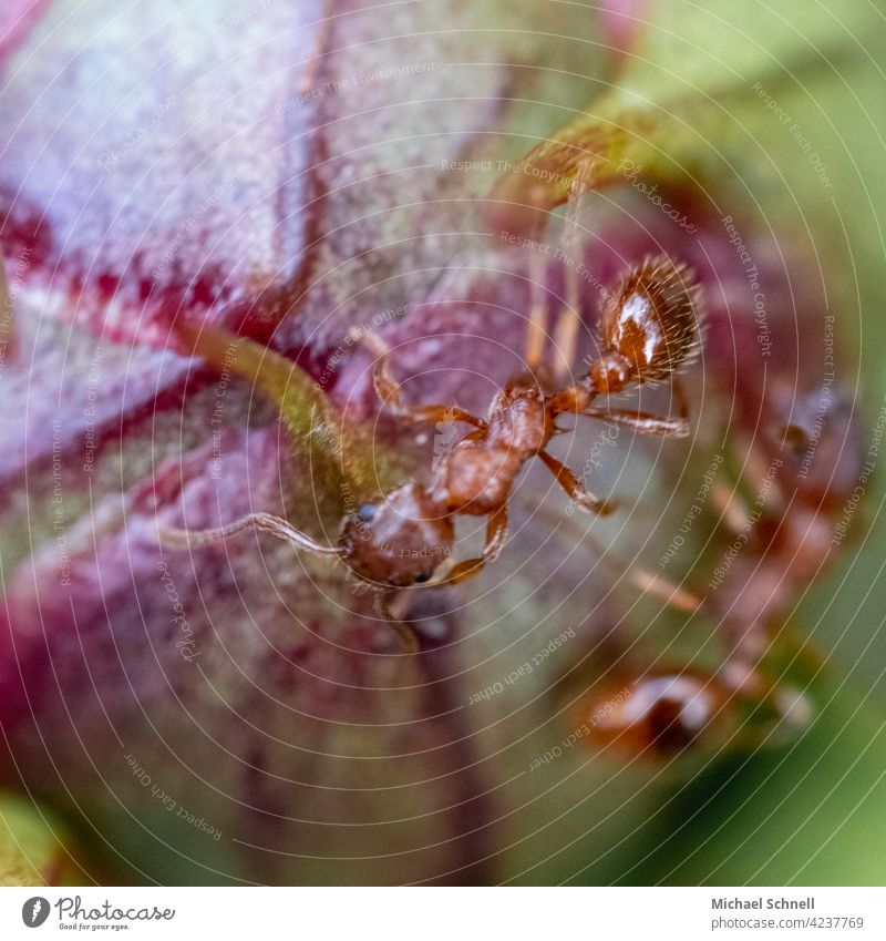 Ants on a peony bud Peony Nature Close-up Macro (Extreme close-up) Insect Animal Colour photo Exterior shot Crawl Blossom Bud Small