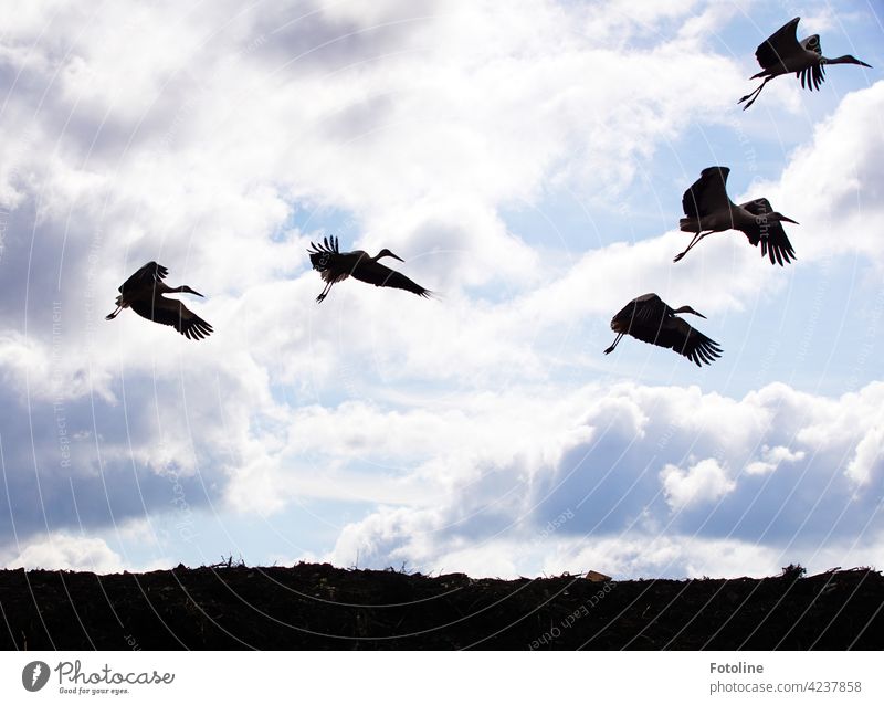 Stork flight I birds Bird Animal Exterior shot Colour photo Wild animal Nature Day Deserted Environment White White Stork Sky Black Beautiful weather Blue