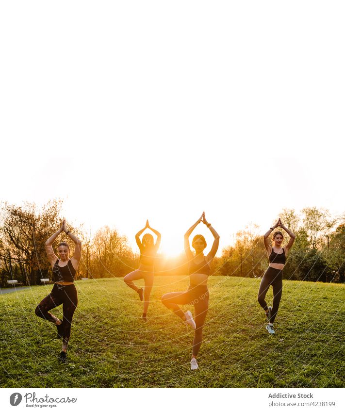 Graceful women doing yoga together in park at sunset group practice tree pose balance vrksasana female company harmony nature healthy vriksasana sunlight summer