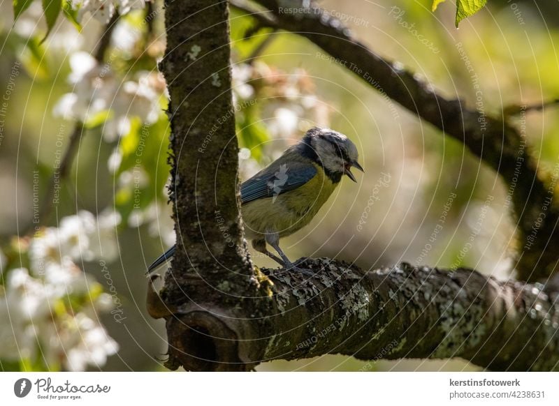 A Little Blue Tit in the Cherry Tree portrait White Yellow songbird Animal Nature tweet Song Sing Full-length Animal portrait Exterior shot Colour photo