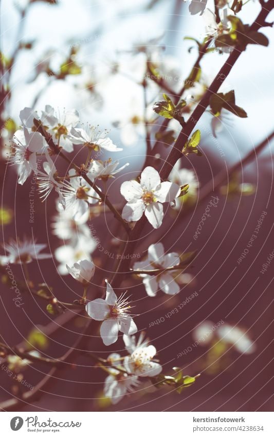 Cherry blossom against the light blurriness daylight Shallow depth of field Plant Nature petals Spring Bud Natural color naturally natural light Blossom