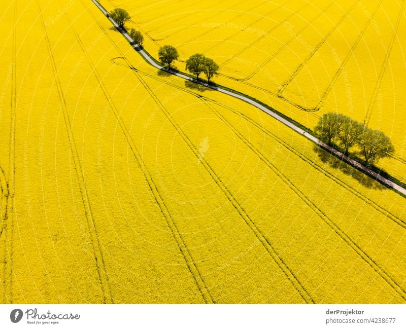 Rape field in yellow with path and trees aerial photograph Field Freedom Adventure Trip Tourism Vacation & Travel Joie de vivre (Vitality) Miracle of Nature