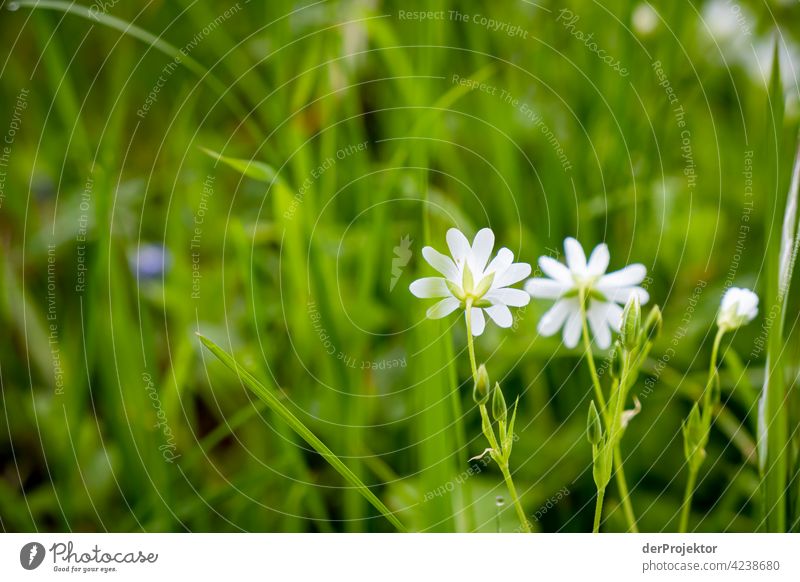 Wildflowers at Benther Mountain in Lower Saxony II nature conservation Experiencing nature Miracle of Nature Copy Space middle Central perspective