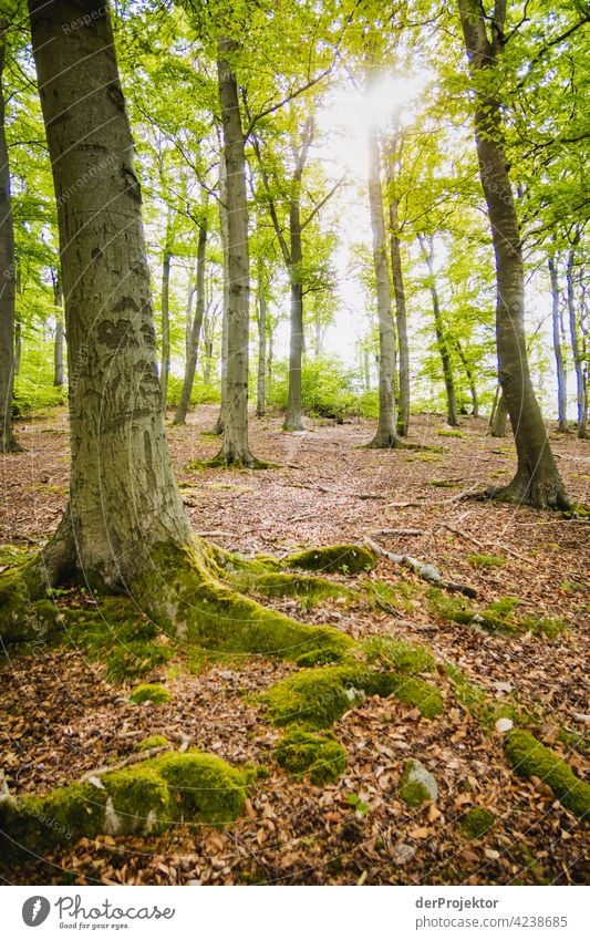 Mossy trees on the Benther Berg in Lower Saxony nature conservation Experiencing nature Miracle of Nature Copy Space middle Central perspective