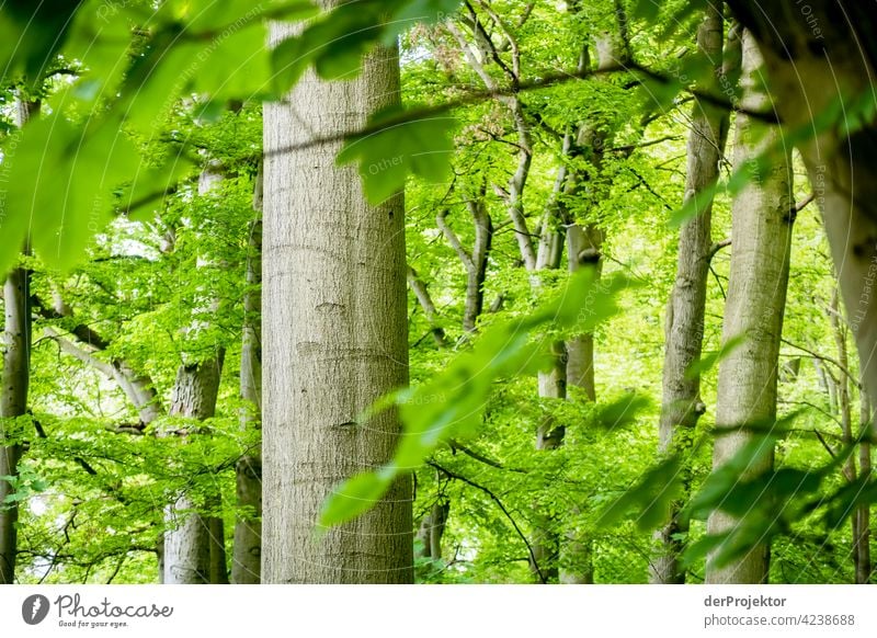 Beech trunk at the Benther mountain in Lower Saxony nature conservation Experiencing nature Miracle of Nature Copy Space middle Central perspective