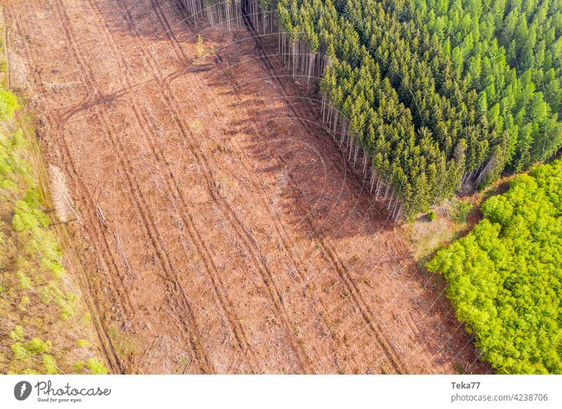 a felled forest part from above lumberjack deawd forest green brown climate change bark beetle dead forest wood wood prduction log loggs german forest