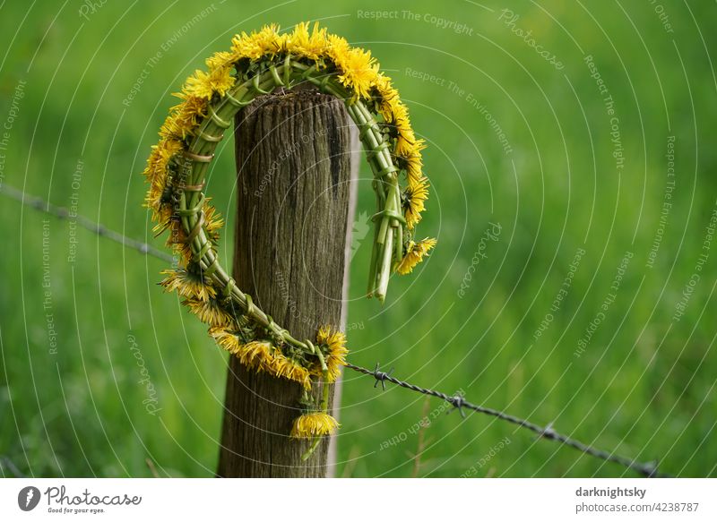 Flower wreath as an ornament of dandelions or dandelions in the countryside, araxacum sect. Ruderalia Country life Love Jewellery Nature Farm Life that Fence