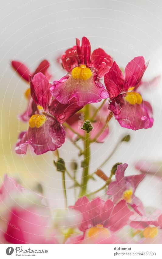 red yellow elf mirror plant in rain, shallow depth of field Blossom raindrops Wet Flower Plant blossom Nature Garden Pistil Green Rain Shallow depth of field