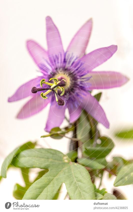 Purple passion flower, shallow depth of field Passion flower Passion Fruit purple Blossom Flower Plant blossom Nature Garden creeper Pistil Violet Green