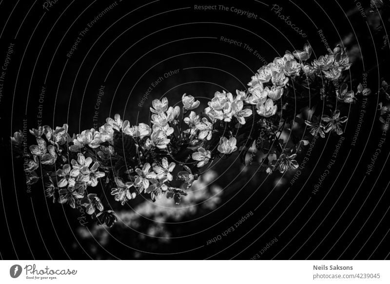 White cherry flowers. The branches of a blossoming tree. Cherry tree with white flowers. spring nature macro sunrise sunset twig scenic growth april aroma