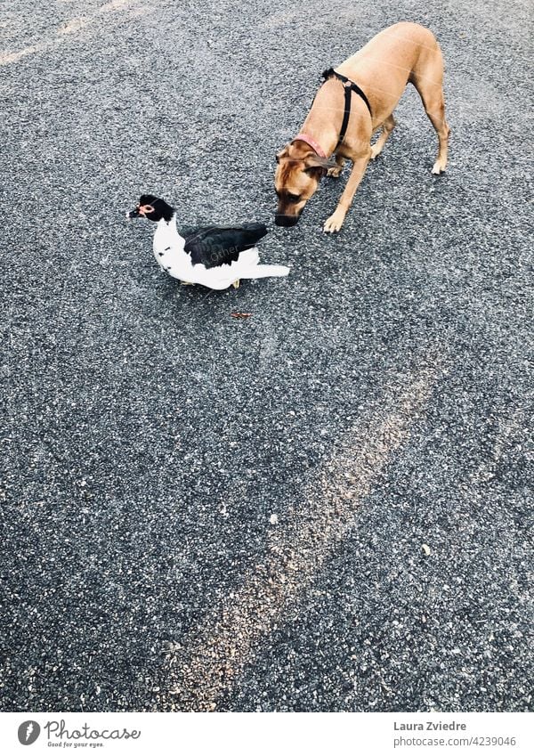 The dog and the duck Dog Dog walk dog walking Walk the dog To go for a walk Animal Pet Walking Animal portrait Duck go out with the dog Exterior shot Street