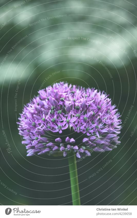 purple flower of ornamental lily /Allium against blurred background ornamental garlic allium Blossom Flower Shallow depth of field Spring flower leek plant