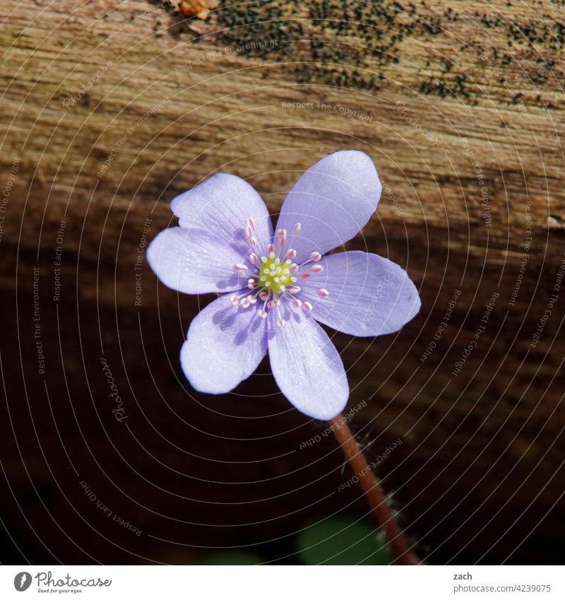 single Flower Blossom Plant Nature Blossoming Close-up flowers purple blossom Spring Violet