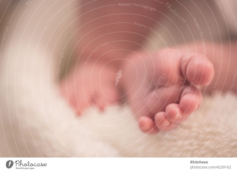 Small feet Baby Cute cute little feet pretty Innocent Toes cute, Happy Interior shot Close-up Copy Space top 0 - 12 months Feet Shallow depth of field Detail