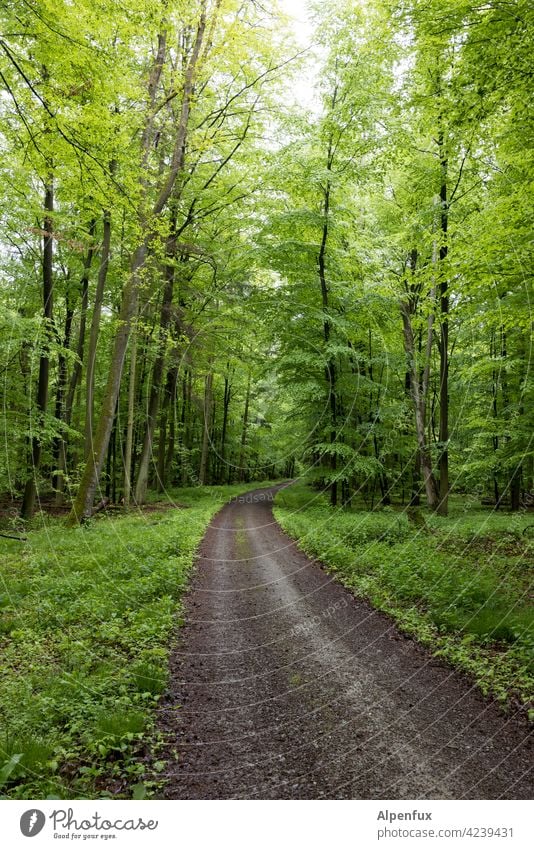 Recommendation | Excursion into the countryside Forest Green Spring Tree Exterior shot Nature Colour photo Plant Landscape Deserted Day Environment naturally