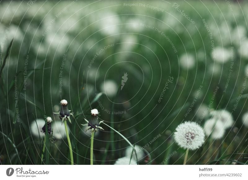 Dandelion on green meadow Dandelion field Sámen Seed plant Flower Plant Nature White Environment Blossom Shallow depth of field Close-up Spring Detail dandelion