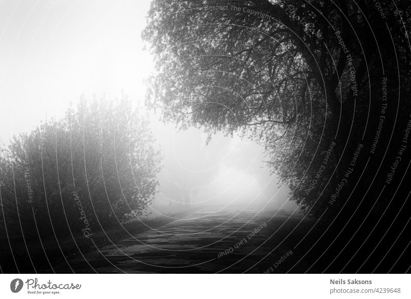 unknown path, challenge to nowhere, mist for all alley autumn background branch colors country dawn deciduous environment fall fog foggy foliage footpath forest