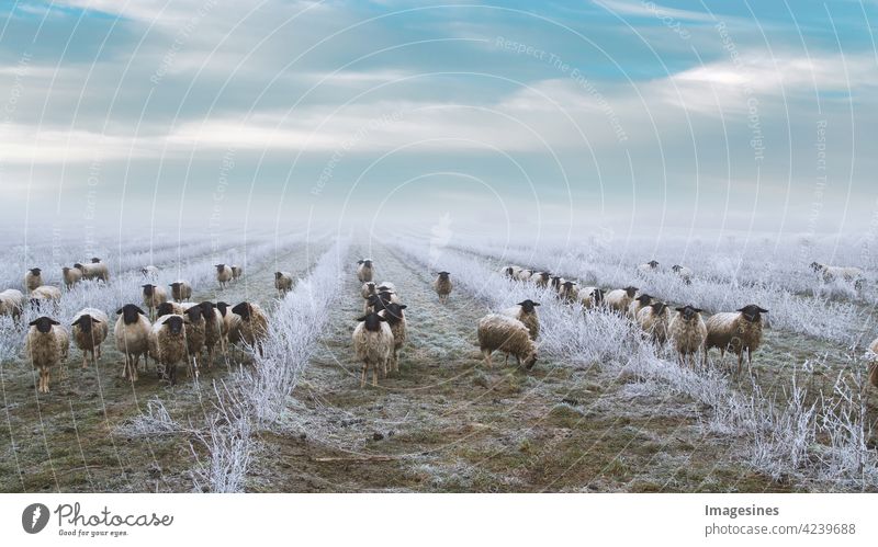 Grazing flock of sheep in a plantation of chokeberry bushes. Frosty winter landscape. Weed control with sheep Willow tree Flock Plantation Aronia- Bushes chill