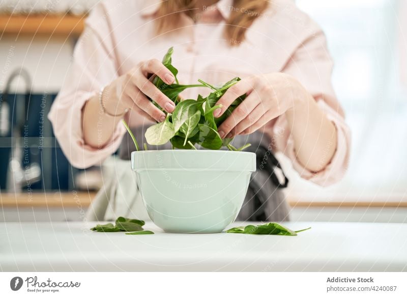 Crop woman with fresh spinach leaves above bowl in kitchen leaf vegetable culinary organic ingredient natural cook nutrient vegan vitamin foliage vein show