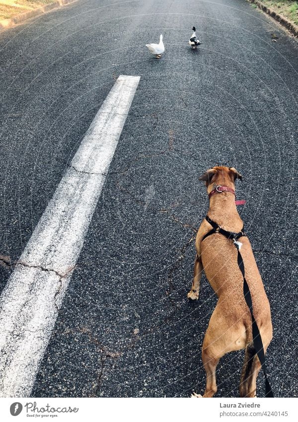 Dog on the walk and the ducks Dog walk dog walking Walk the dog To go for a walk Animal Pet Walking Animal portrait Duck go out with the dog Exterior shot