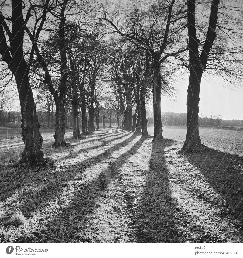 crosswalk Nature Landscape flora Beautiful weather Environment Exterior shot Idyll Black & white photo Right ahead Panorama (View) Deserted Far-off places