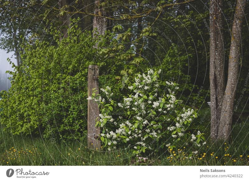 Blooming branch of bird cherry over a broken cemetery fence in misty morning flower nature white prunus padus old springtime growth floral green petal beauty