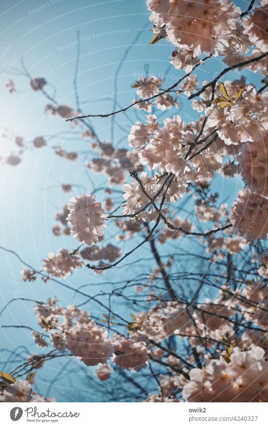 First attempt tree blossom Spring Nature Idyll Exterior shot Colour photo Blossom Plant Twig Near Small Deserted Close-up Branch White blossoms Detail