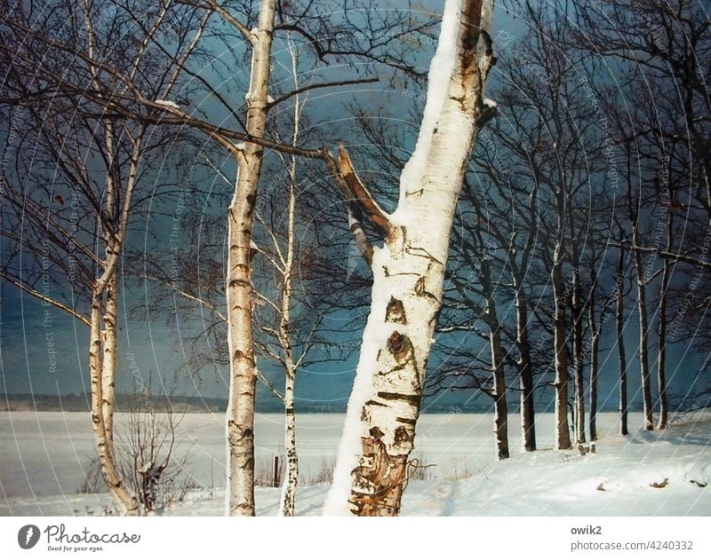 Covered Tree Birch tree Tree trunk Tree bark Birch bark Twigs and branches Branchage Snow Landscape Nature Environment Sky Clouds Horizon Winter Colour photo