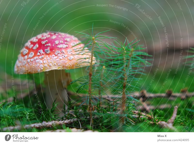 Mushroom II Nutrition Nature Autumn Moss Forest Growth Dangerous Poison Amanita mushroom Woodground Holiday season Early fall Automn wood Inedible Colour photo