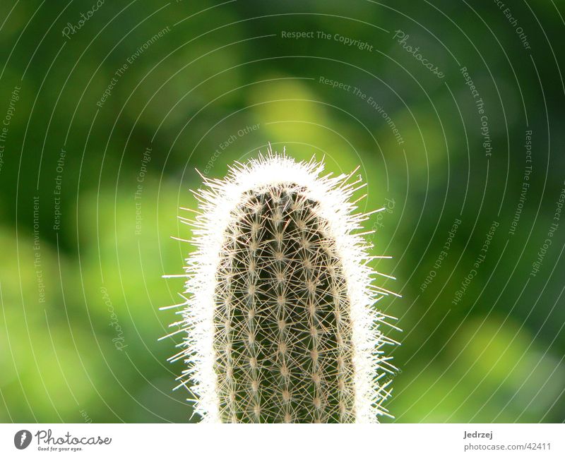 Spiny and green Cactus Blur Green Zoom effect Summer Photographic technology Thorn Bright Point Macro (Extreme close-up) Sun Plant