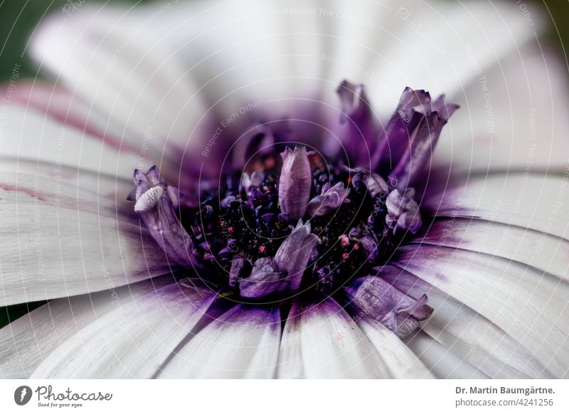 The capitulum (Osteospermum ecklonis) is a popular balcony plant. Cape basket Capaster from South Africa composite White Violet inflorescence asteraceae