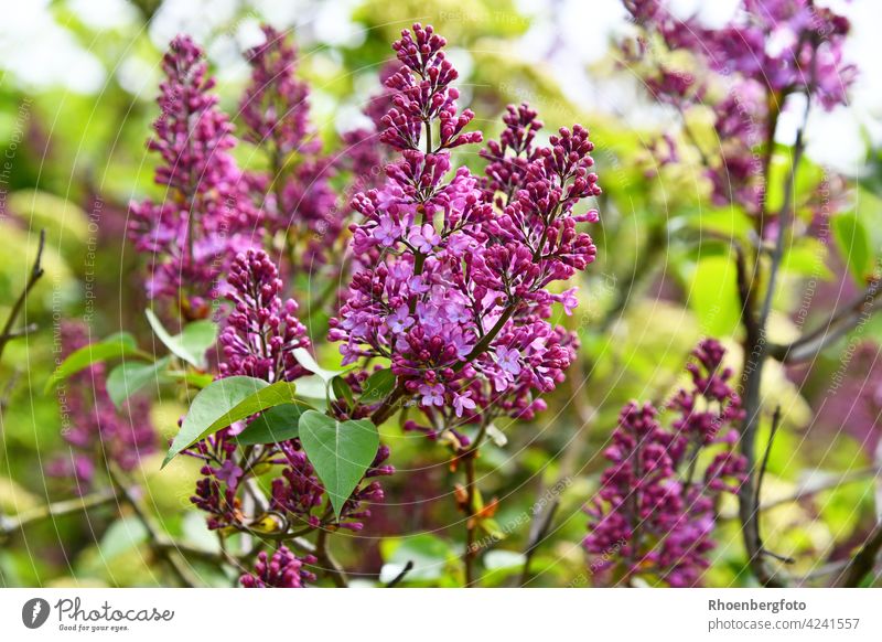 Purple flowering lilac after a rain shower Violet Flower Blossom Tree woody ornamental tree Gardener Fragrance pretty purple Branch Twig out Rain Fresh Green