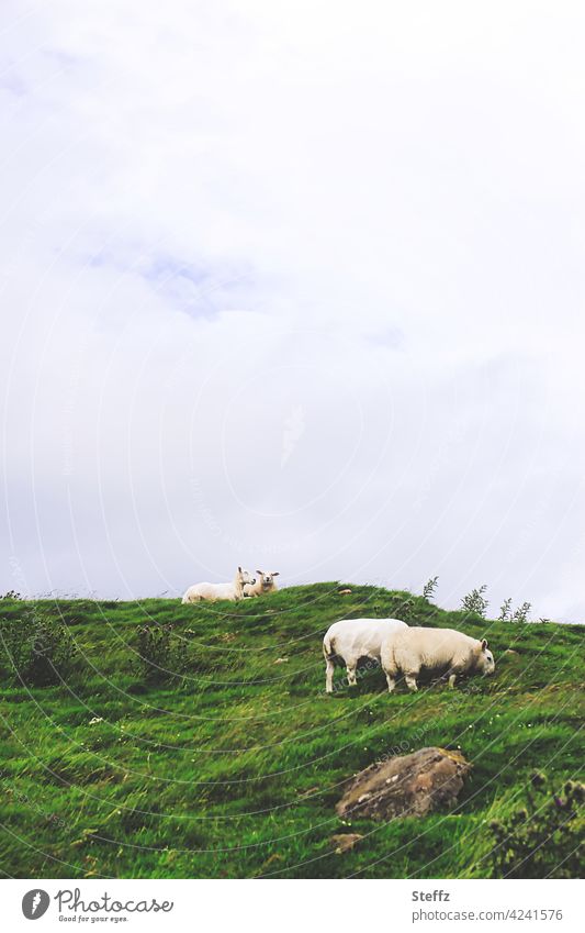 Recommendation l out into the countryside! sheep Texel sheep domestic sheep Hill Grass meadow Scottish Rural Calm Willow tree Meadow shorn grazing Flock graze