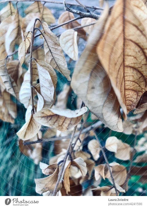 Old leaves close-up on the branch Branch Old branch Leaf Autumn Autumn leaves Tree Nature Plant Autumnal colours Early fall Close-up leave close-up