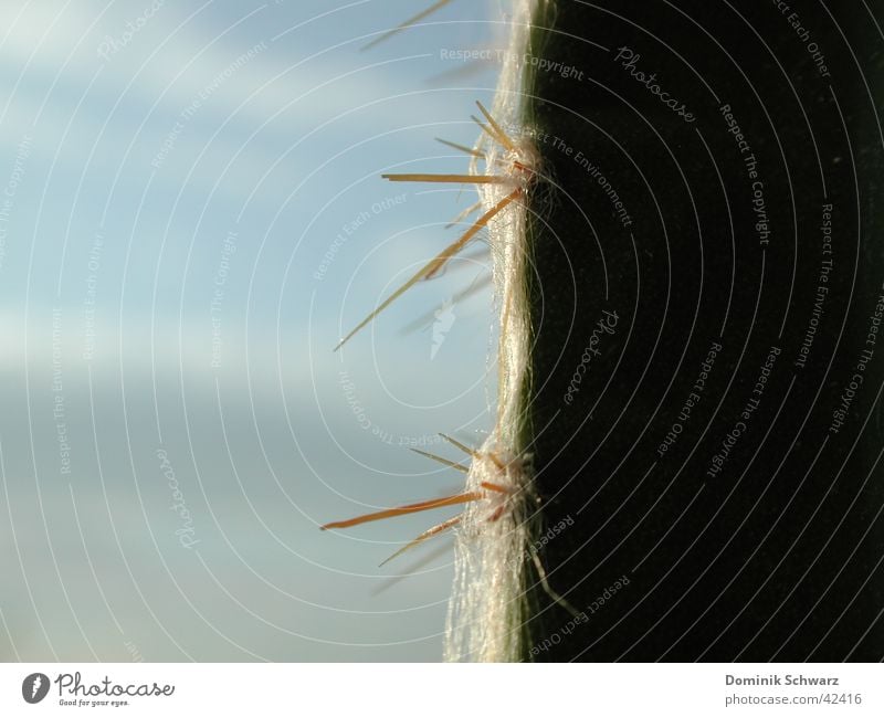 unshaven Cactus Plant Dry Dangerous Green Tiny hair Macro (Extreme close-up) Growth Light Desert Thorn Point Hair and hairstyles Defensive Detail Nature Sky