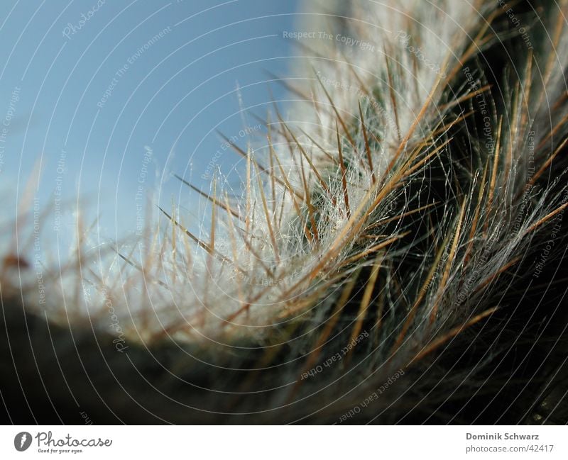 Fluffy pointed Cactus Plant Dry Dangerous Green Tiny hair Macro (Extreme close-up) Growth Desert Thorn Point Hair and hairstyles Defensive Detail Nature Sky