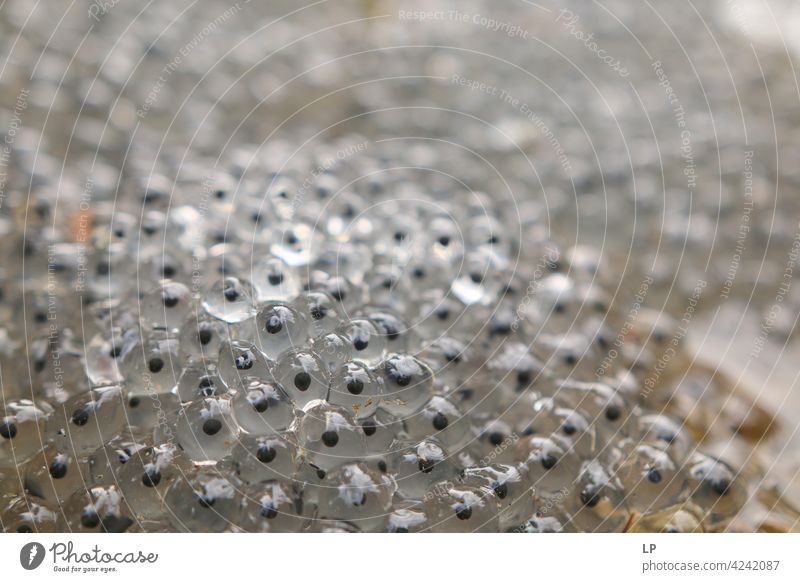 Bundle of frog eggs Frog cluster Hatch Aquatics Larva Tadpole Shallow depth of field Deserted Macro (Extreme close-up) Colour photo Frog spawn Attachment Change