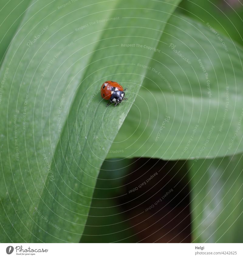 Ladybug on green leaf Beetle Ladybird Insect Small Leaf Nature Environment Animal Crawl Plant Close-up Exterior shot Macro (Extreme close-up)