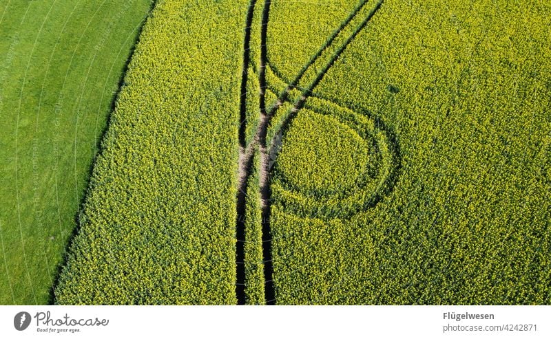 Traces in rape Canola Canola field Oilseed rape flower Oilseed rape cultivation Oilseed rape oil rapsfeld. oeko Field Crops Margin of a field