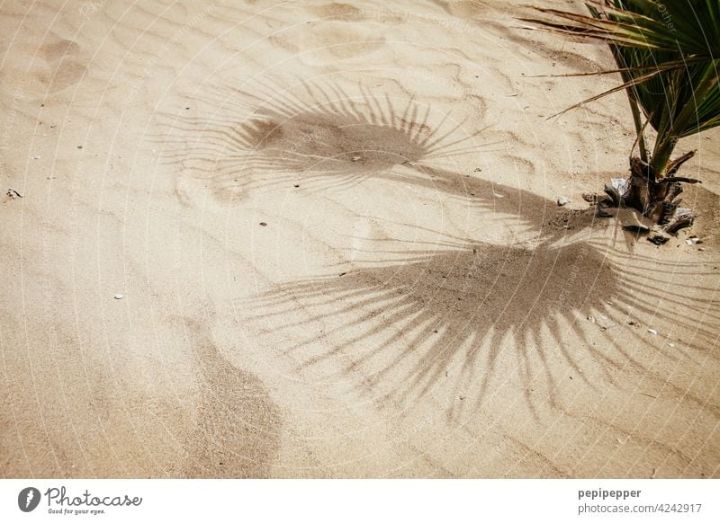 small palm tree growing in the sand Palm tree Palm frond Palm beach palms Sand Sandy beach Vacation & Travel holidays vacation Vacation mood