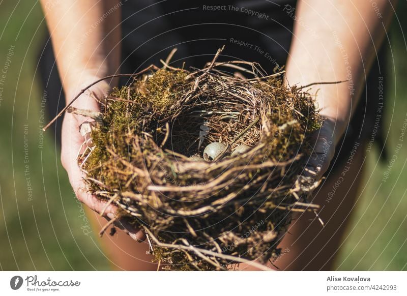 girl holding a birds nest eggs hands Nature Nest Colour photo Bird Nest-building Environment Deserted Bird's eggs