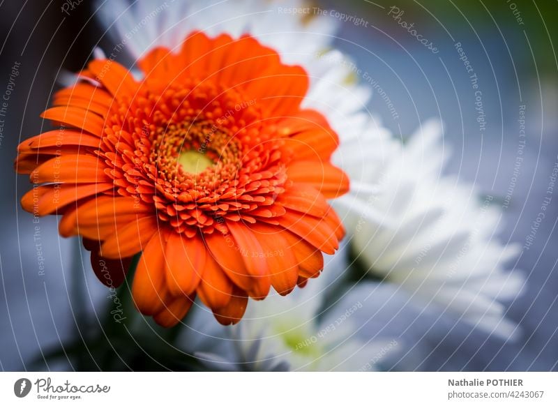 Orange gerbera in  bouquet flowers orange florist Bouquet Flower Gerbera Nature Blossom Plant Close-up nature Macro (Extreme close-up) Beautiful Detail