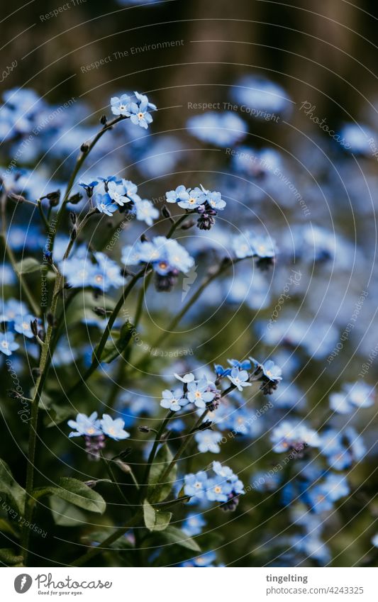 FORGET-ME-NOT Forget-me-not wild flower Flower Garden Spring blossom blossoms Blue atmospheric Subdued colour Exterior shot Macro (Extreme close-up) leaves